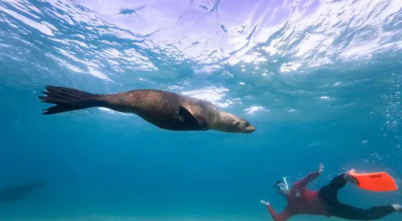 Swim with Dolphins or Seals on Kangaroo Island