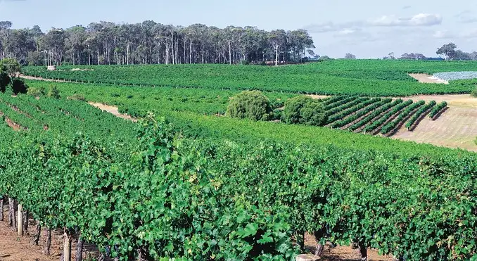Premium Vineyard Wine & Food Tour - Margaret River