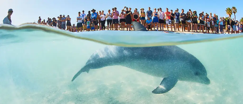 Monkey Mia Dolphin Spectacular Full Day Tour + Pink Lake Scenic Flight From Geraldton