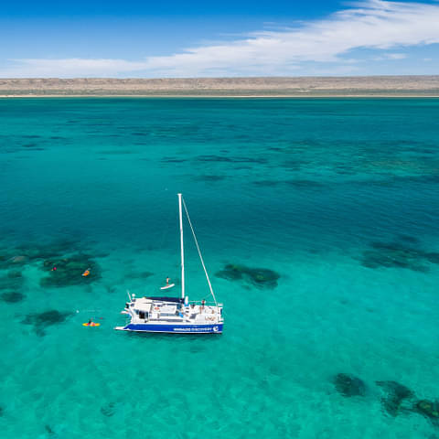Ningaloo Reef Whale Shark Swim And Snorkel Exmouth