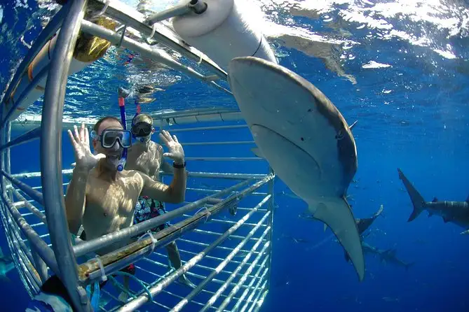 Shark Cage Diving Tour North Shore Oahu