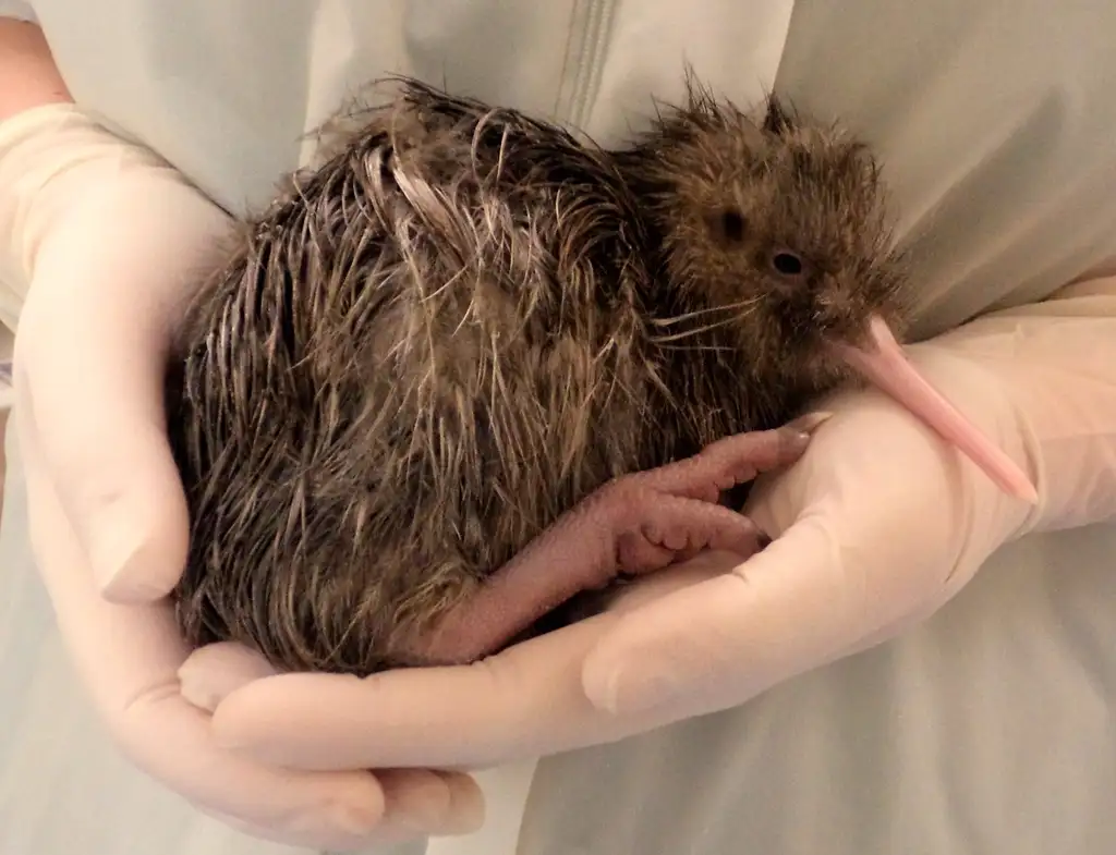 West Coast Wildlife Centre - General Admission | Franz Josef