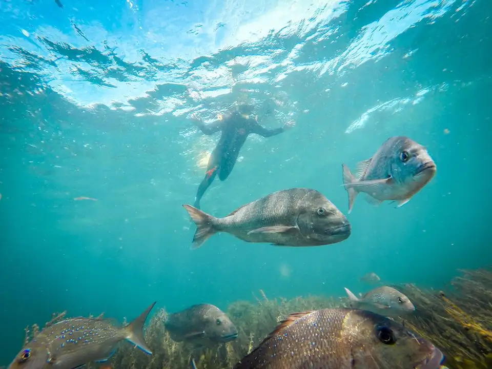 Goat Island Guided Snorkel for Beginners