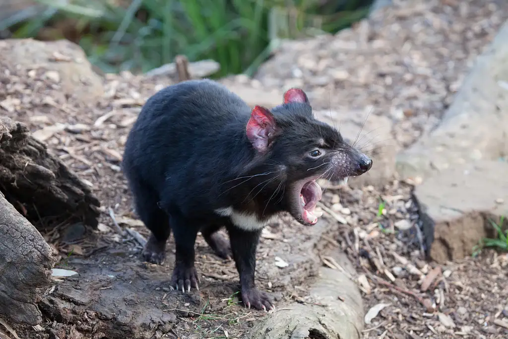 Mount Field, Mt Wellington & Wildlife Sanctuary Tour From Hobart