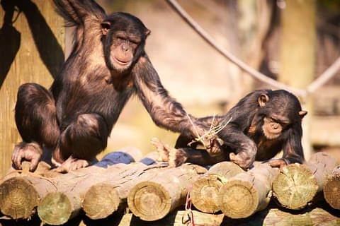 Monaro Safari Park deals