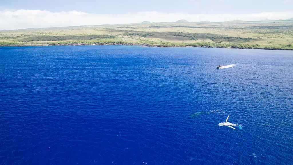 1.5-hour Whale Watching Tour - Departing Waikoloa