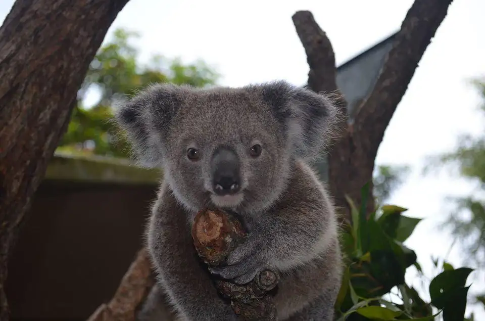 Kuranda Koala Gardens | Friends in the Rainforest Package