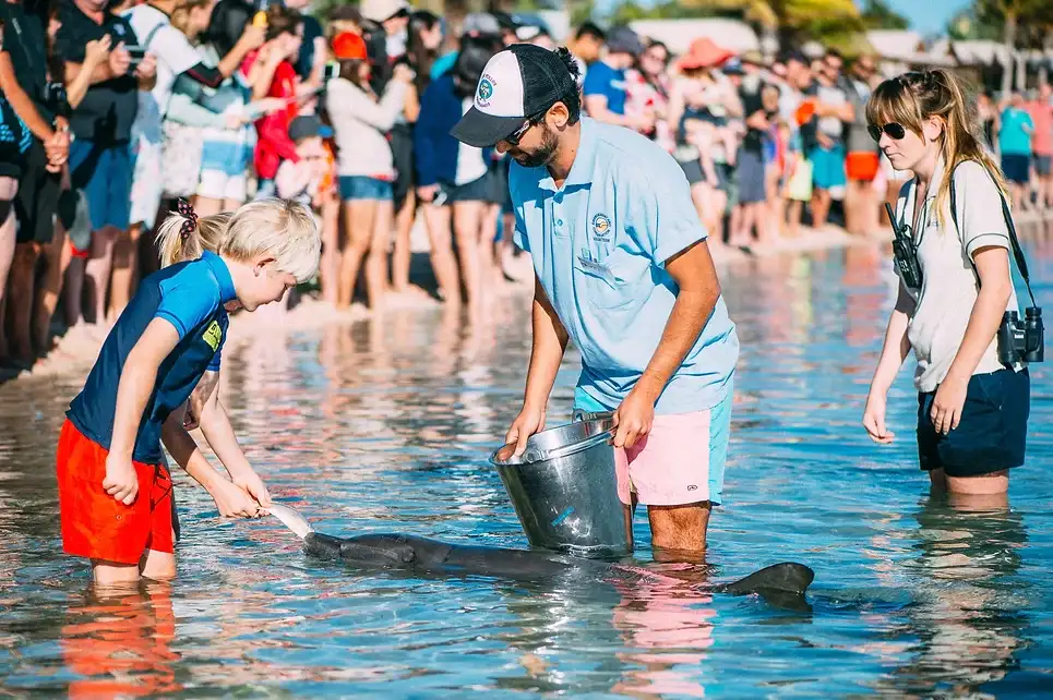 Monkey Mia Dolphin Spectacular Full Day Tour + Pink Lake Scenic Flight From Geraldton