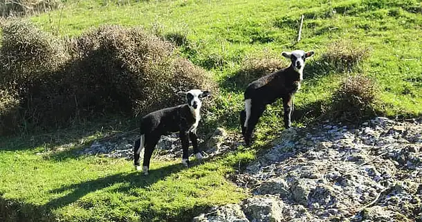 Two lambs with black and white wool standing on a slight incline in a grassy field. Their bodies are facing side on but they have their heads turned to look at the camera. The field has some shrubbery and rocky surfaces but is mostly made of green grass.