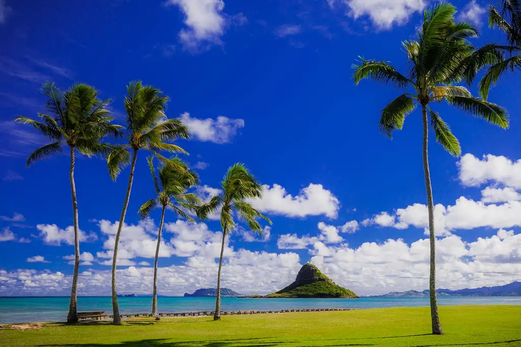 North Shore & Dole Pineapple Tour