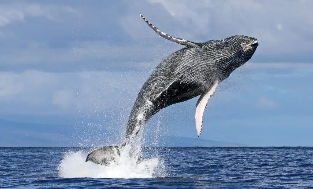 Sydney Whale Watching Experience | Small Ggroup