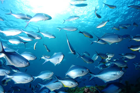 Bay of Islands scuba diving deals