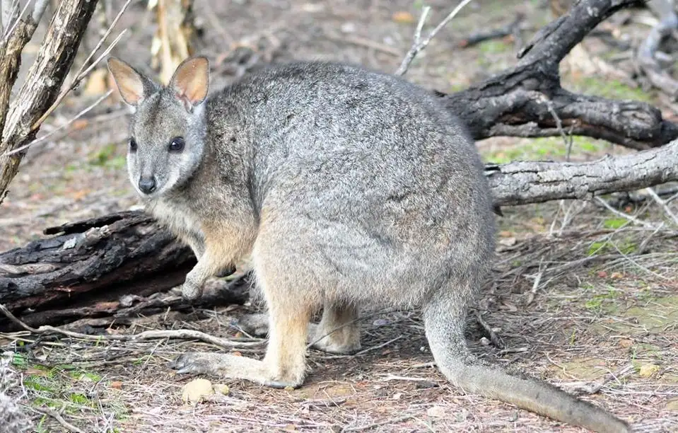 Evening 4WD Tour Kangaroo Island