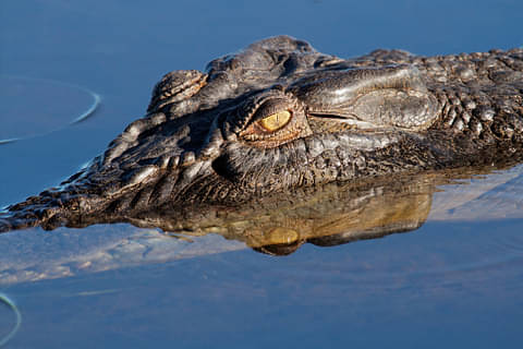 Kakadu in a Day Flight Tour