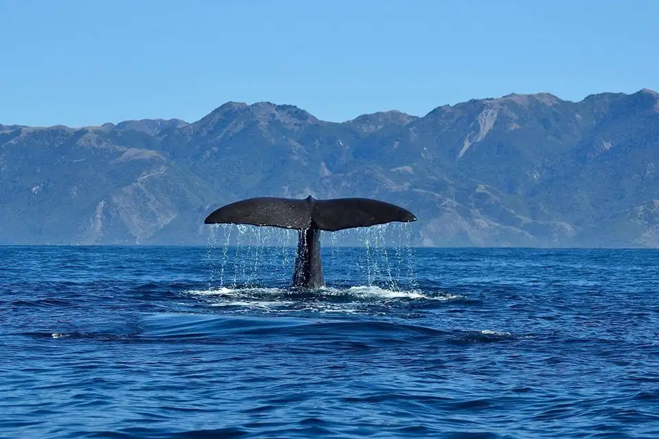 South Island Kaikoura Whale Watching Tour