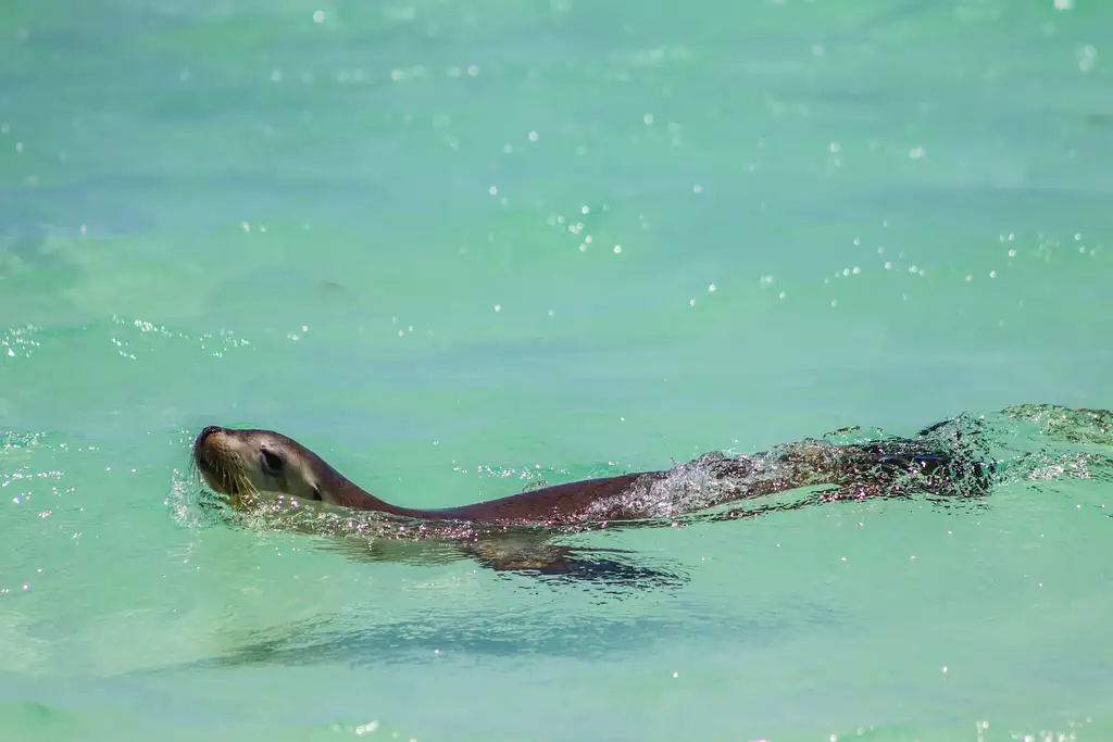 Abrolhos Islands Fast Ferry All-Day Adventure Tour