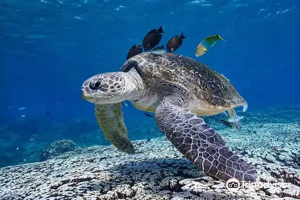 Swim with turtles Mooloolaba