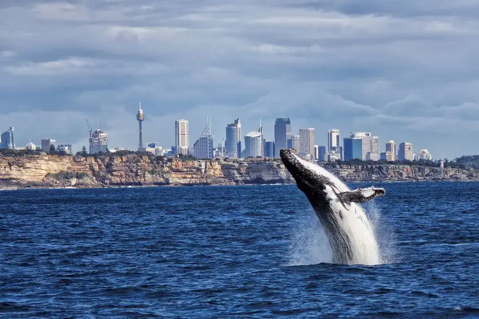 Sydney Whale Watching Tour | Circular Quay departure