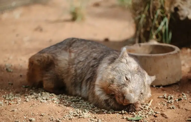 Blue Mountains Small Group Wildlife Tour