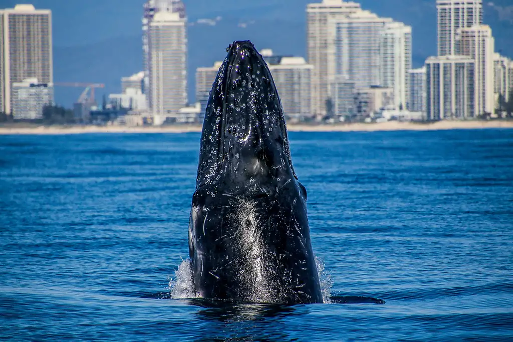 Hot Air Balloon & Vineyard Breakfast + FREE Whale Watch Cruise | Gold Coast