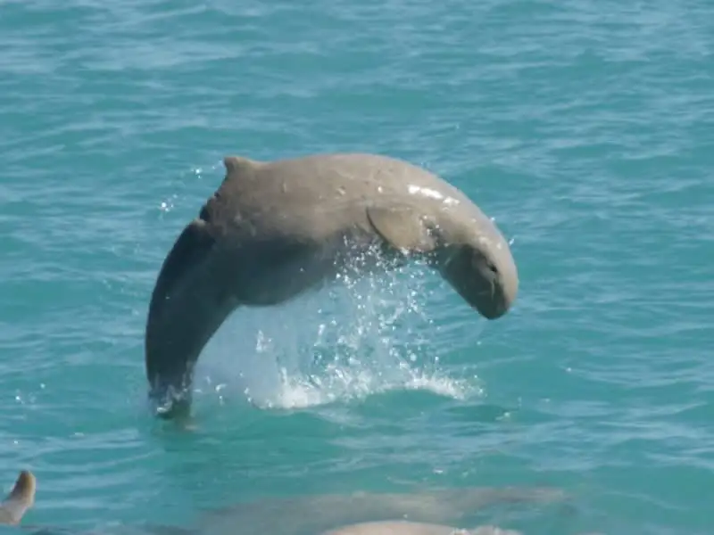 3H30M Broome Snubfin Dolphin Eco Tour