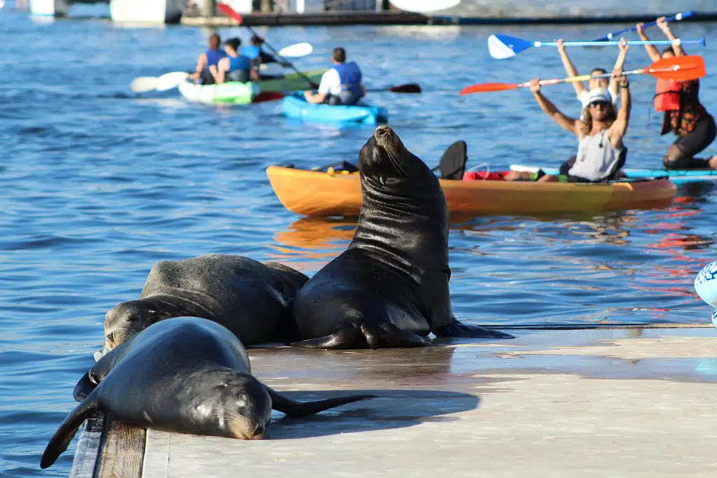 Marina Del Rey Kayak And Paddleboard Tour With Sea Lions