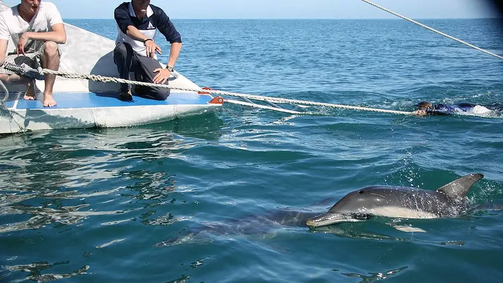 Wild Dolphin Watch from Adelaide