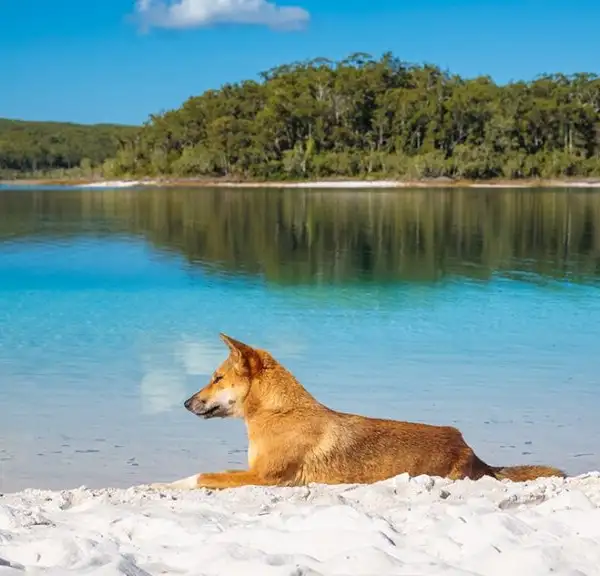 Where is Fraser Island (K'gari)?
