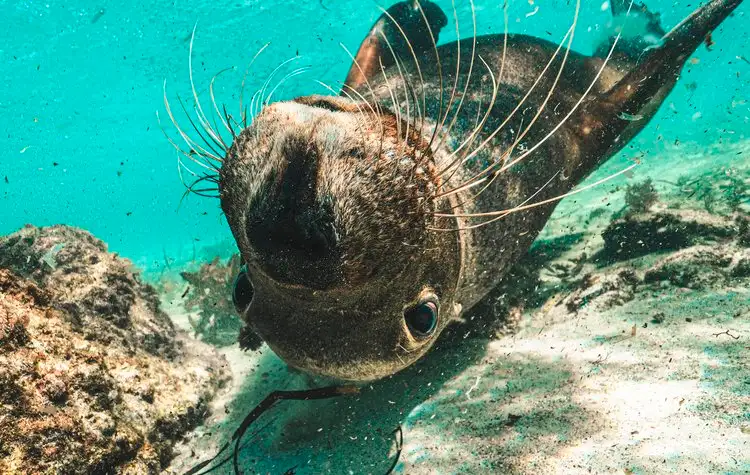 3 Island Snorkel, Wildlife & Seafood Lunch Cruise