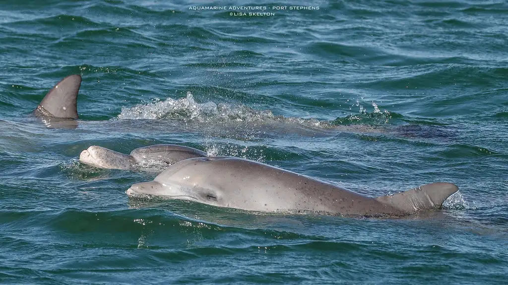 Port Stephens Dolphin Watching Express