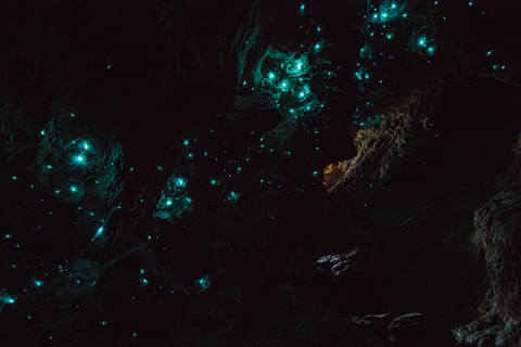 glowworm cave tour waitomo deal