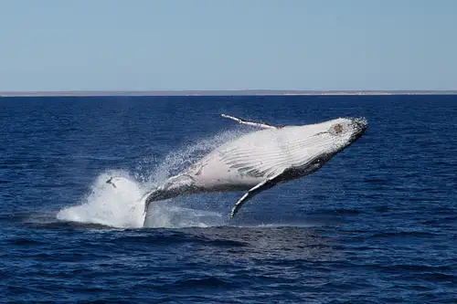 Coral Bay Whale Watching Tour