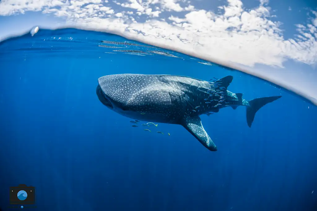 Whale Shark Adventure tour | From Coral Bay