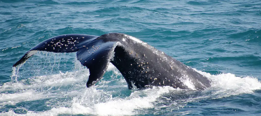 Whale Watching - Sea World Cruises | Gold Coast