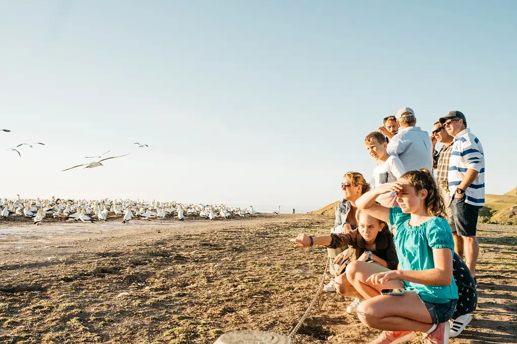 Hawke's Bay Gannet Tour