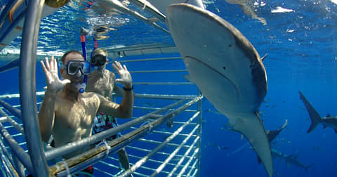 North Shore Shark Cage Diving