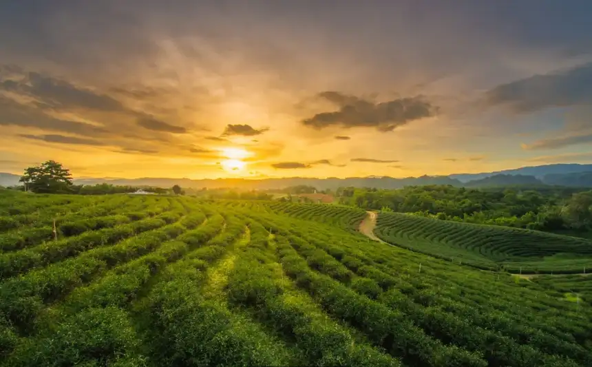 Royal Villa & Tea Terraces: Discovering Doi Tung & Doi Mae Salong | Full Day Private Tour