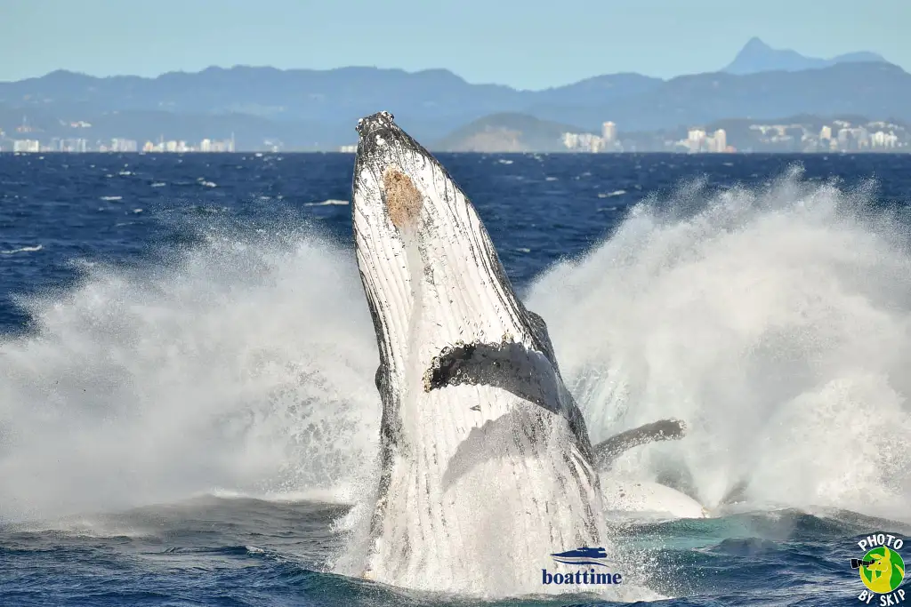 Small Group, Super Yacht Whale Watching Experience