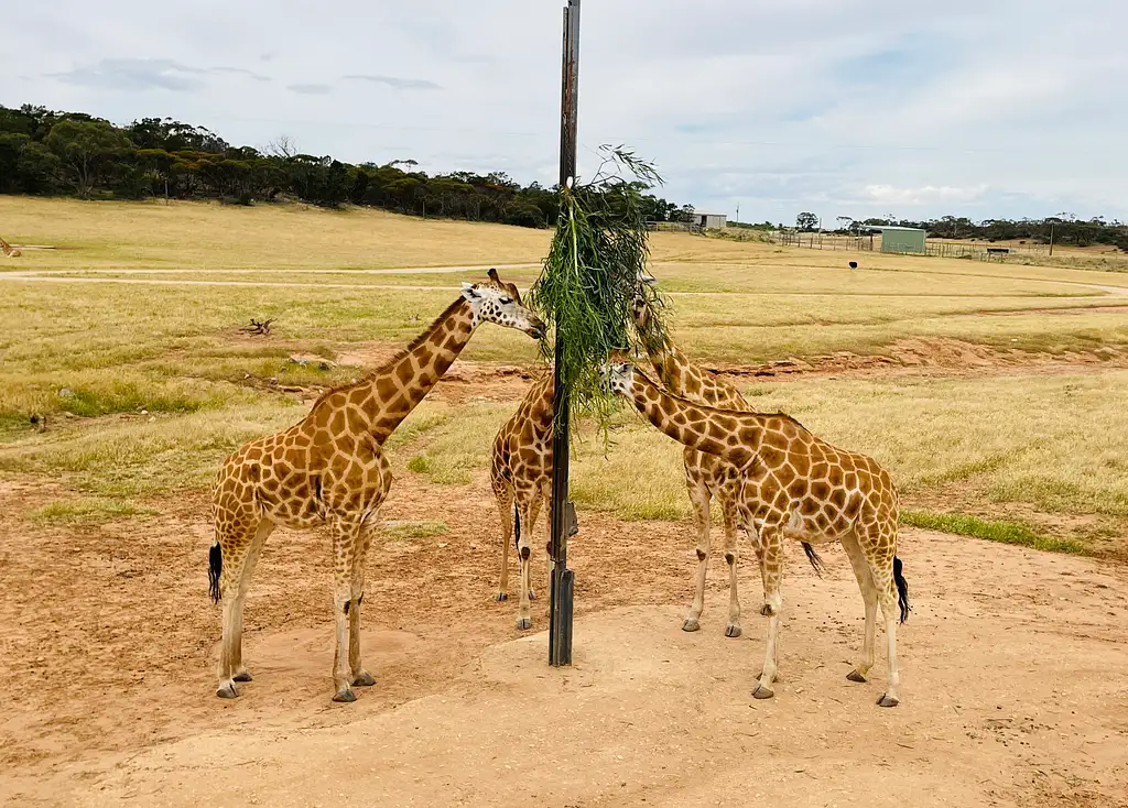 'E-Cycling Safari' Monarto Safari Park