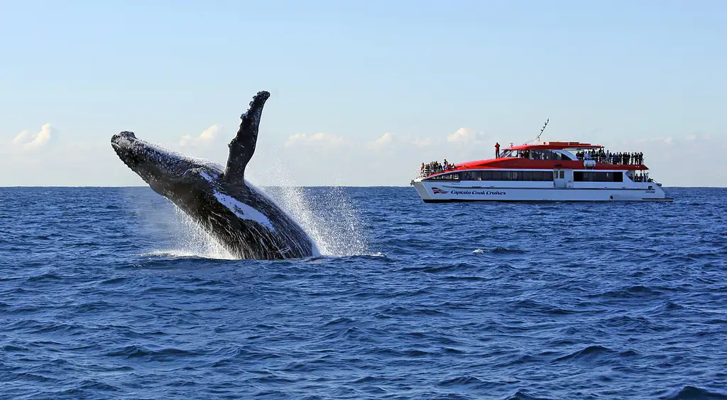 Sydney Whale Watching Explorer Cruise Combo