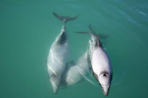 dolphins on akaroa nature cruise