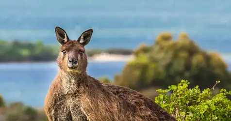 Best Kangaroo Island Tour