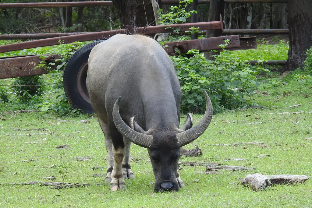 Territory Wildlife Park Entry & Day Tour | Lunch Included