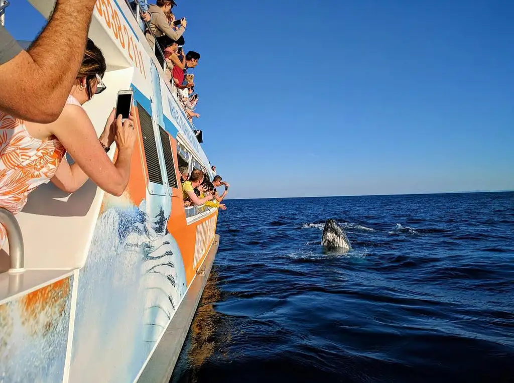 Gold Coast Whale Watching Cruise | Whales in Paradise