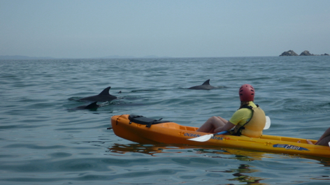 Byron Bay Kayak With Dolphins