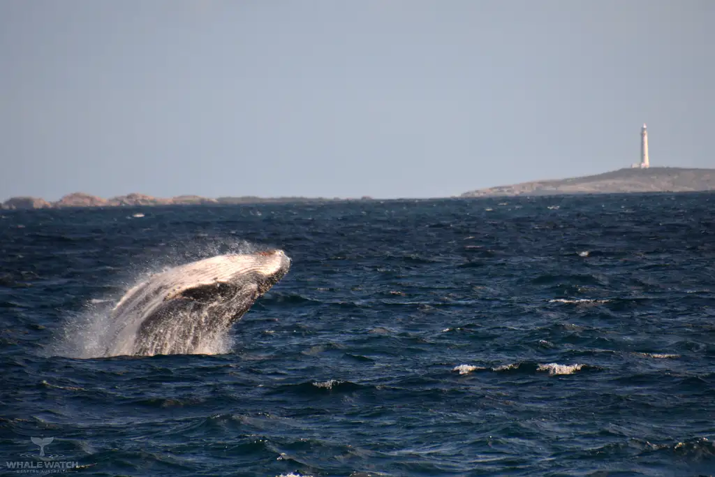 Whale Watch Experience AUGUSTA