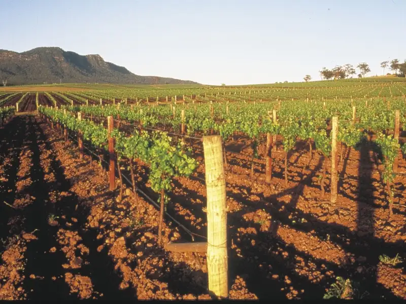 Hunter Valley Harvest Wine Experience ex Sydney