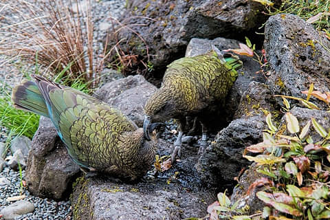kea nz