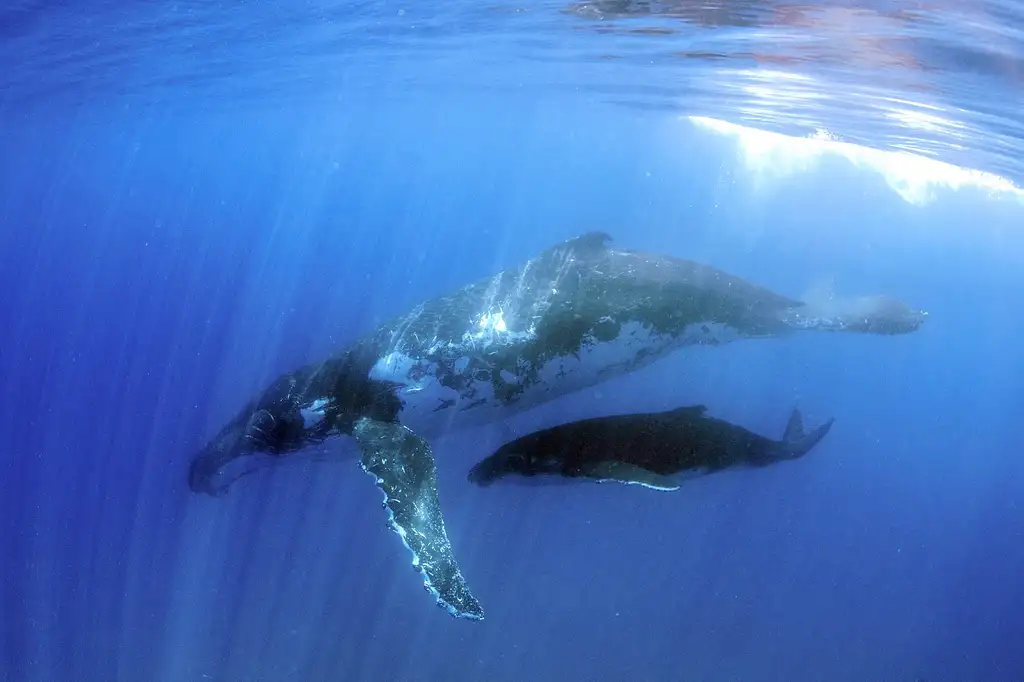 Sunshine Coast Swim with Whales