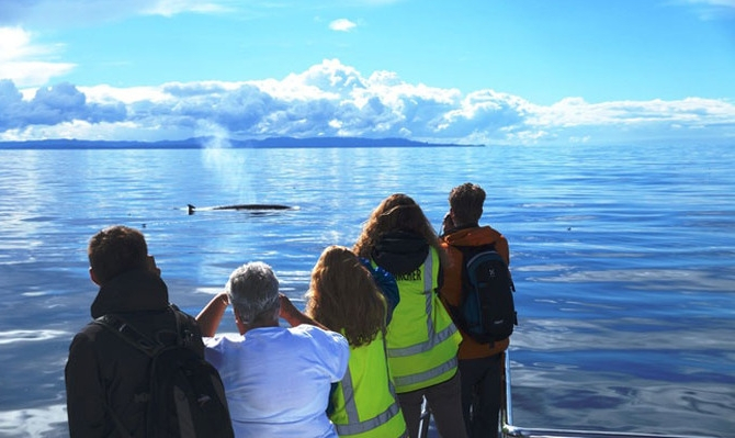auckland whale and dolphin safari experience
